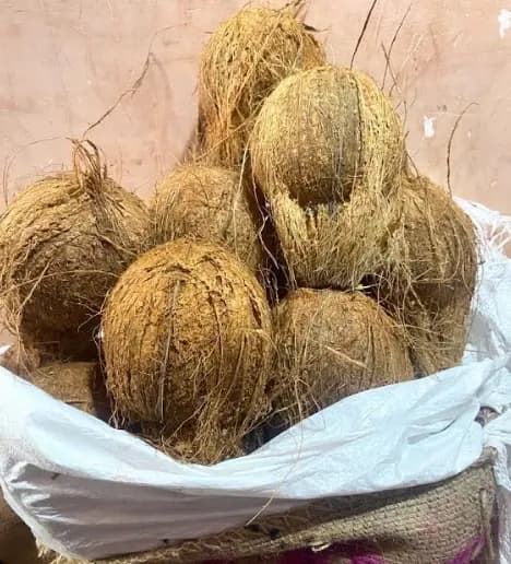 Coconut 100