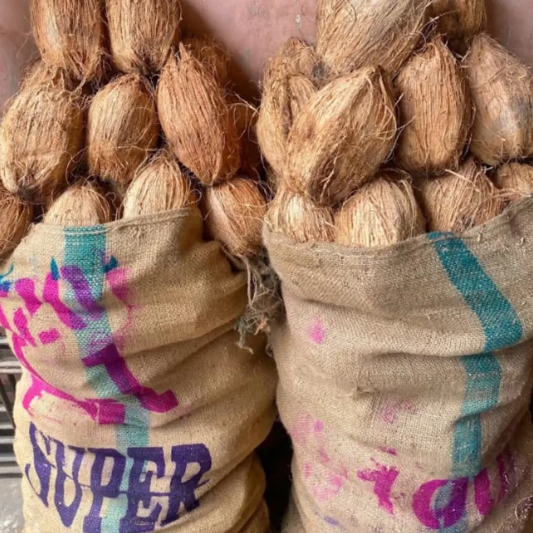 Coconut 120