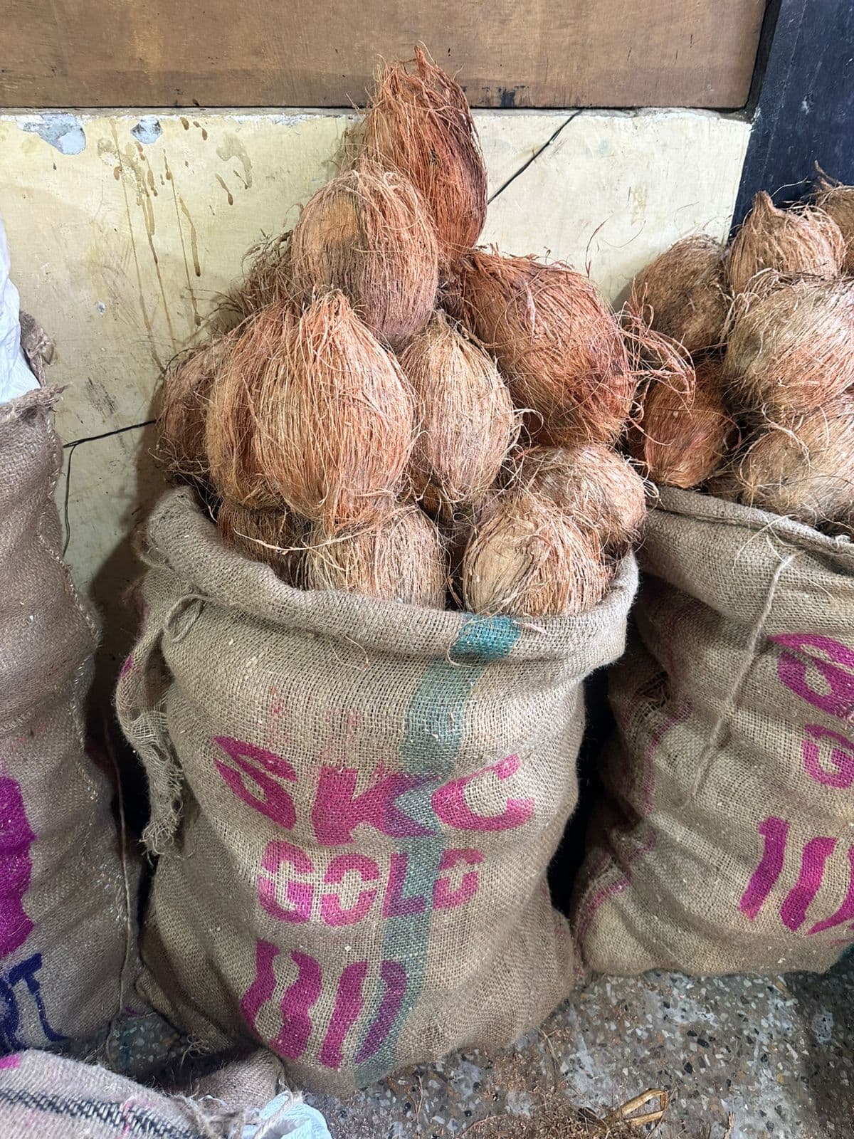 Coconut 80 Dana