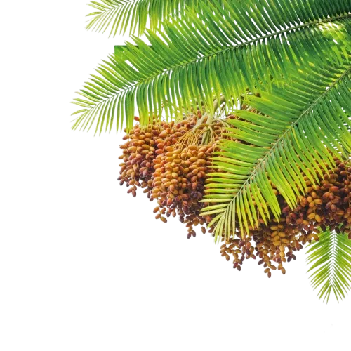 decorative leaf